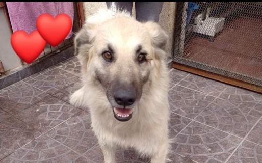 Buscan una familia para Tilin, un perro que fue abandonado en un campo