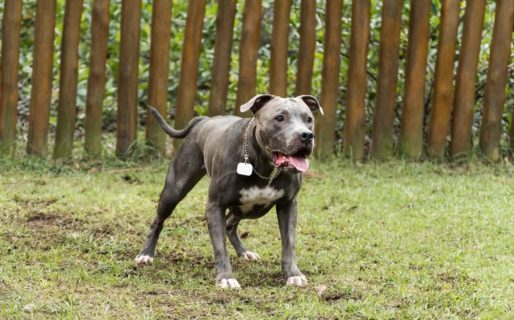 Una nena de dos años sufrió graves heridas en la cara por el ataque de un pitbull