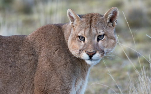 Una joven estuvo cara a cara con un puma en Bariloche: «Fue terrorífico»