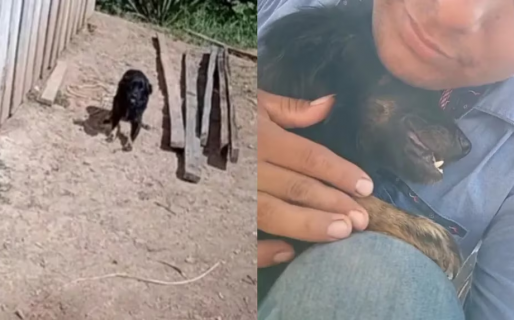 Recuperó al perro que le robaron después de un año y la reacción del animal conmovió las redes