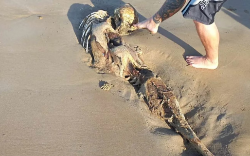 Macabro hallazgo en una playa: encontraron un esqueleto y creen que podría tratarse de una sirena