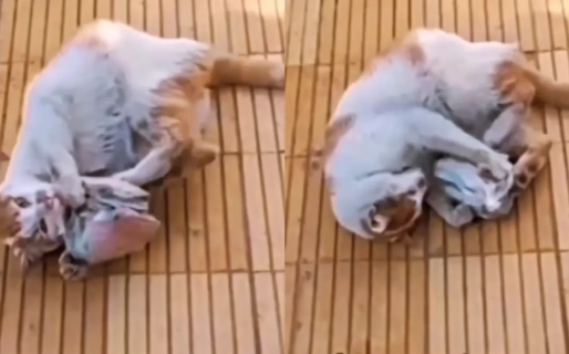 Un gato volvió a su casa con un regalo muy especial para su dueña: “Es un aguinaldo”