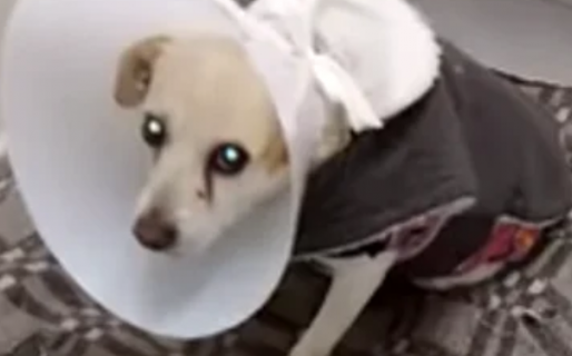 Una perrita espera en una veterinaria a una familia que la adopte