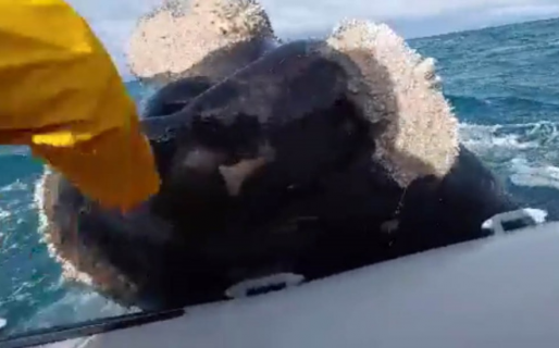 Estaban navegando en el mar y fueron sorprendidos por una ballena