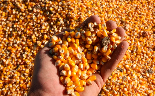 Los precios luego de las medidas: cómo impactará el nuevo “dólar maíz” en la carne, la leche y el pollo