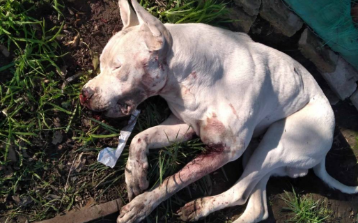 Mató de cinco balazos al perro de su vecino por haberlo rasguñado la mano