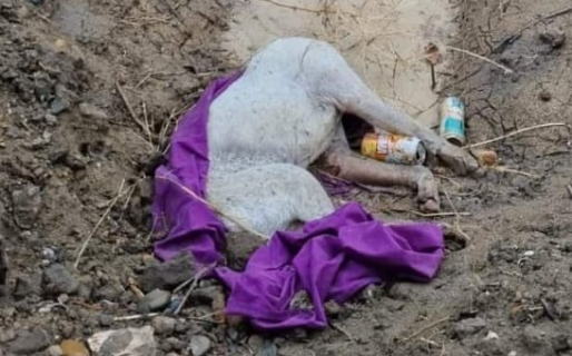 Crece la crueldad animal extrema en Comodoro: decapitaron a un perro en el Cordón Forestal