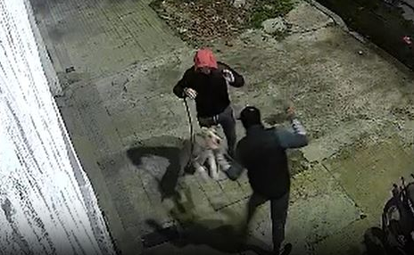 Un perro salvó a su dueño de un robo