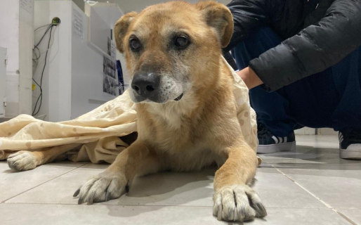 Buscan un hogar para Tito, un perro viejito que fue abandonado