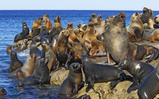 Preocupación por la Gripe Aviar: aseguran que «nunca antes se vio» una afectación así