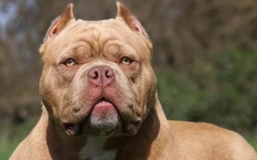 Un pitbull atacó a cinco personas y un policía lo detuvo a los tiros: hay dos heridos graves