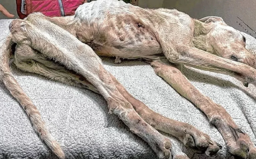 Maltrato animal: El caso de Duke llegó a los Tribunales