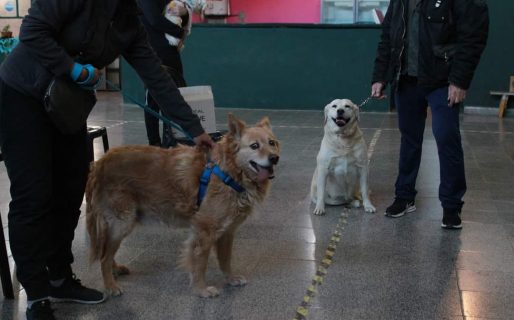 Hasta este viernes el tráiler de castración estará en el barrio Próspero Palazzo