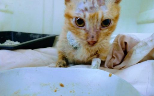 La cirugía de Cielo fue un éxito: «Vamos a sanar ese corazón de a poco»