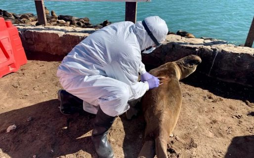 Gripe aviar en la Costa Patagónica: “la migración de aves trajo la virosis a nuestro país”
