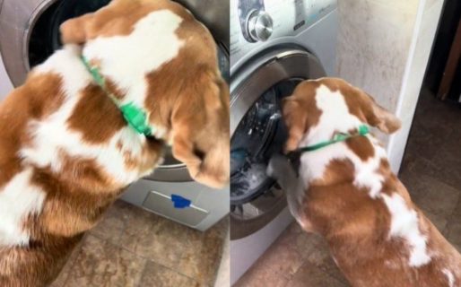 El  perro viral que apaga el lavarropas para sacar a sus peluches