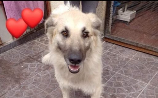 Buscan una familia para Tilin, un perro que fue abandonado en un campo