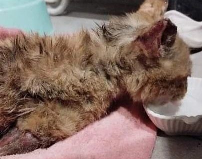 Buscan ayuda para «Cielo» un gatito que fue quemado y requiere cirugía urgente