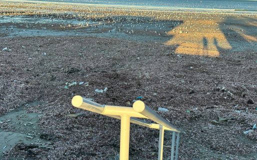 La marea extraordinaria arrastró una enorme cantidad de vida marina a la playa