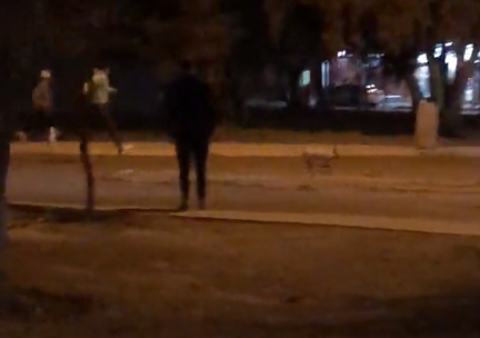 Un chanchito prófugo en plena avenida Kennedy