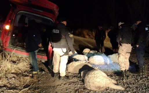 Llevaba 10 ovejas escondidas, fue perseguido y terminó preso