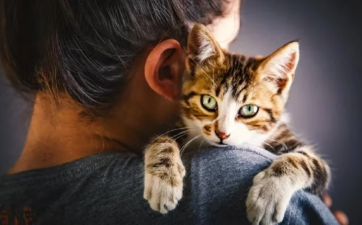 Por qué los gatos ven a sus dueños como padres