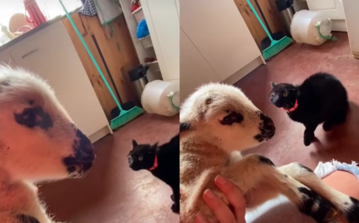 Trajo un cordero a su casa y la reacción de su gato se volvió viral: “Una historia de amor”