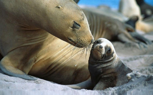 Se confirmó el primer caso de gripe aviar en lobos marinos