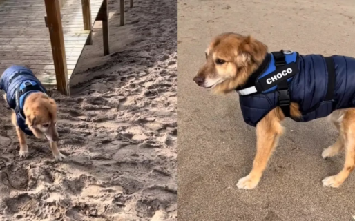 Llevaron a su perro de 14 años a conocer la playa y el video emocionó a todos