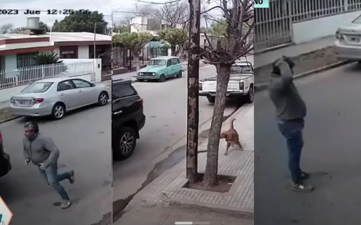 Un perro puso en marcha la camioneta de su dueño, la chocó y todo quedó filmado