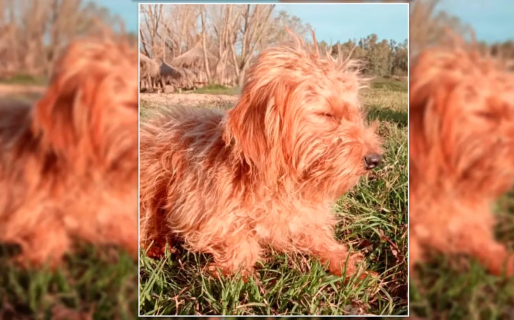 Entraron a robarle, se llevaron a su perro y pide que se lo devuelvan: “Solo quiero recuperarlo a él”