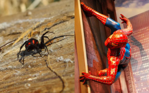 Un nene de 8 años se hizo picar por una araña y fue internado en terapia intensiva: “Quería ser Spiderman”