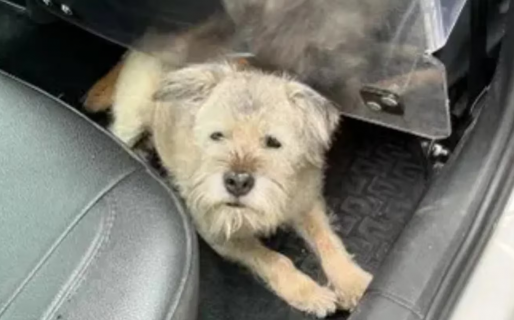 Una perra se escapó y recorrió 163 km para reencontrar a sus dueños