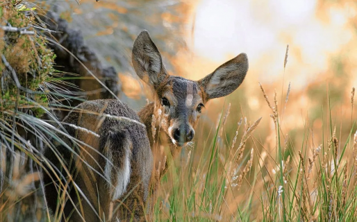 Éxito en la recuperación del Huemul: un proyecto único en la Patagonia
