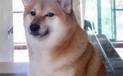 Murió ‘Cheems’, el perro más viral de Internet