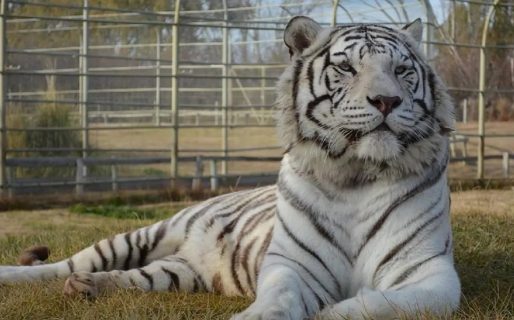 De película: en Río Negro ladrones se metieron en la jaula de un tigre blanco para robar una caja fuerte