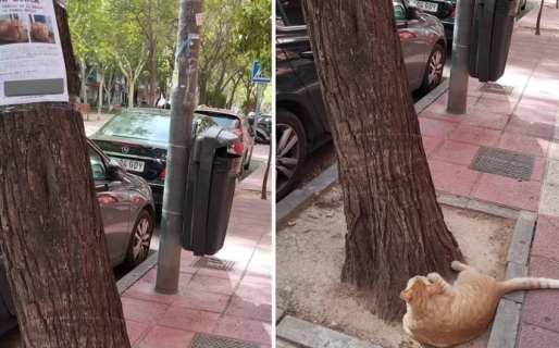 Encuentran a un gato perdido que estaba mirando su propio cartel de ‘se busca’