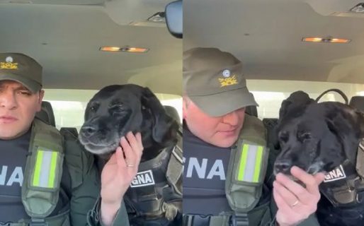 «Feliz retiro, compañera»: la emocionante despedida de Peki, la perra gendarme que hizo llorar a todos