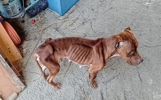 Lo allanaron por amenazas con arma de fuego y encontraron a una perra con desnutrición extrema