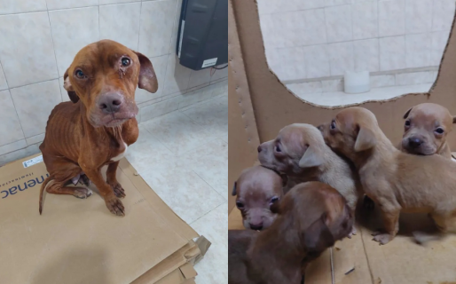 Canela, la perra rescatada con sus cachorros en medio de un allanamiento, se encuentra «estable y de buen ánimo»