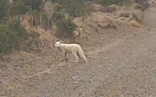 «¿Qué es eso?»: captan en cámara a un animal «nunca antes visto» en Comodoro