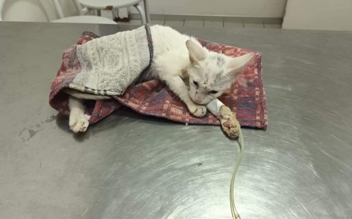 Solicitan ayuda para saldar la cirugía de otro gatito que fue golpeado salvajemente