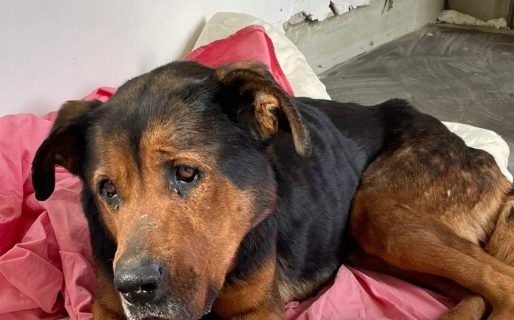 Roma fue encontrada en estado de abandono, la llevaron a la veterinaria y piden ayuda con alimento