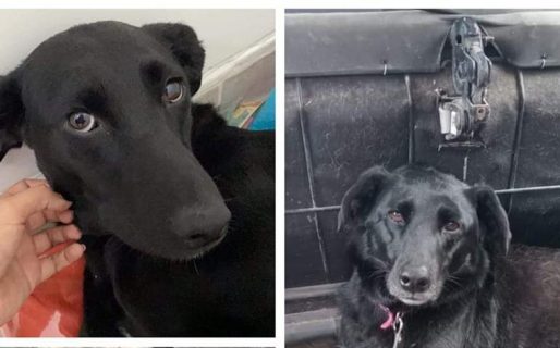 Buscan una familia para Luna, una perrita que se sobrepuso a todos los diagnósticos