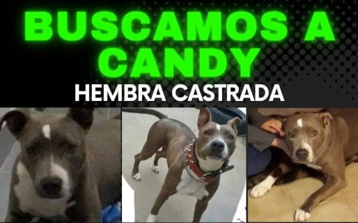 Buscan desesperadamente a Candy y se recompensará a quien la devuelva