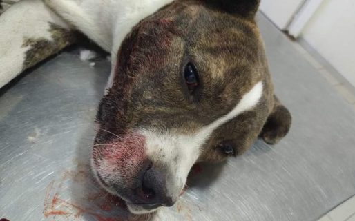 Piden ayuda para un perro que fue atropellado: «Estaba tirado y lleno de sangre»