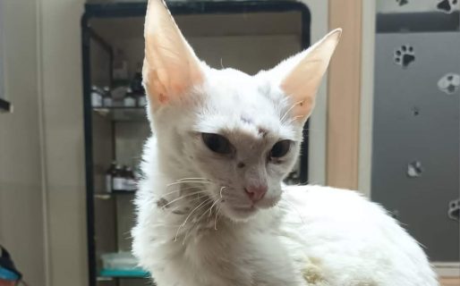 Piden ayuda para Blanquito, un gatito que estaba tirado en la basura y lo salvaron