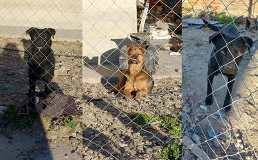 Buscan tránsito para los tres perritos del joven que murió en un incendio