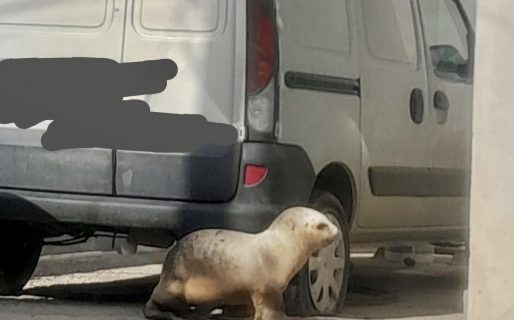 Un lobito marino enfermo llegó a una casa de km. 4