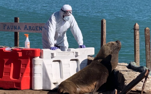 Influenza aviar: detectaron nuevos casos positivos en lobos marinos en Comodoro y Rada Tilly